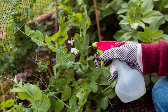 A gardener spraying organic solution on plants with a spray bottle, emphasizing proper application timing and frequency to prevent fungal diseases in the garden.