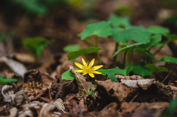 Close-up of a yellow invasive plant species growing among leaves, illustrating the challenges of identifying and managing invasive species in gardens.