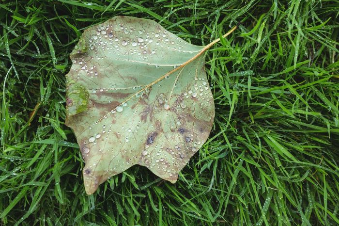 A close-up of a blighted leaf with water droplets lying on green grass, illustrating common signs of blight like yellowing and dark spots on foliage.