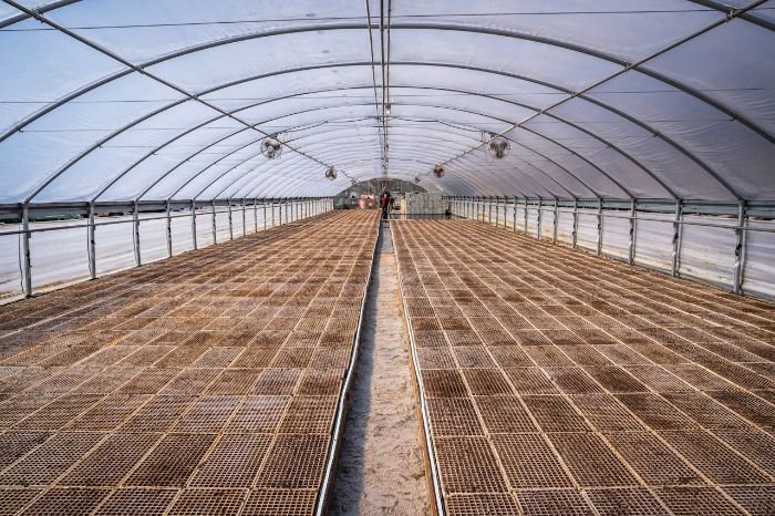 Spacious interior of a large greenhouse structure with empty planting trays, illustrating the importance of considering space availability when selecting the right greenhouse size.
