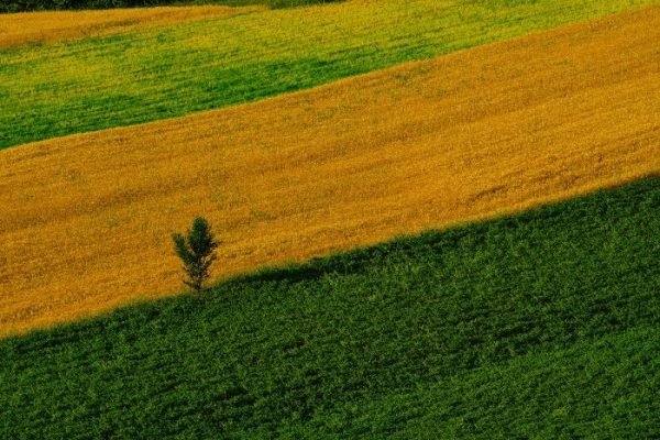 A vibrant farmland with alternating green and yellow crop fields, illustrating the principles of crop rotation for soil health and sustainable farming.