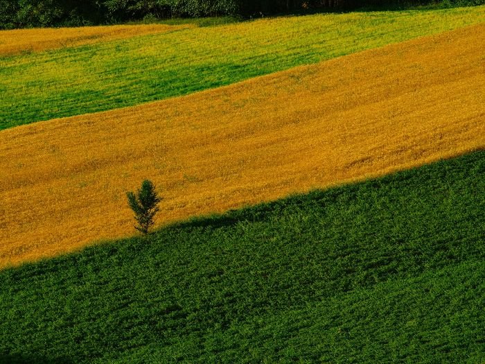 A vibrant farmland with alternating green and yellow crop fields, illustrating the principles of crop rotation for soil health and sustainable farming.