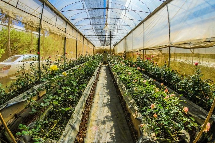 Interior of a greenhouse with ventilation and organized plant beds, showcasing essential features and accessories like temperature control and shelving to optimize plant growth and space usage.