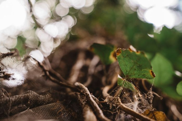 Close-up of a green leaf with blight damage surrounded by roots and cobwebs, representing the need for homemade organic sprays to combat plant diseases effectively.