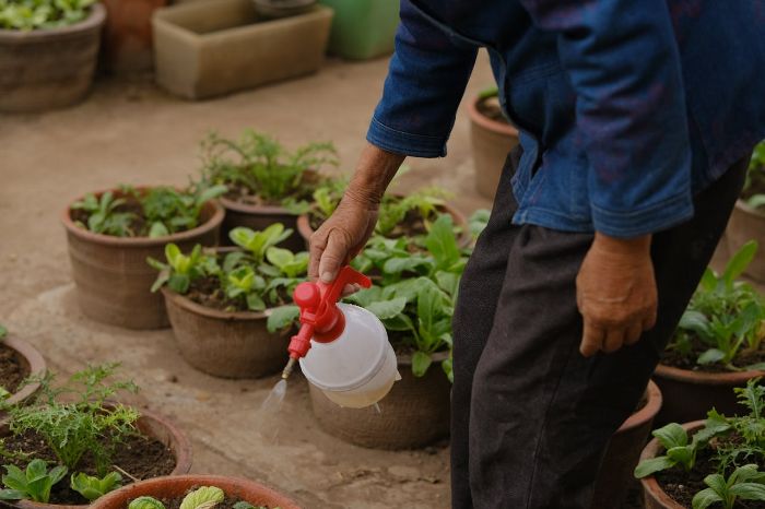 A gardener using a spray bottle on potted plants, illustrating proper timing and frequency for applying organic solutions to manage and prevent blight effectively.