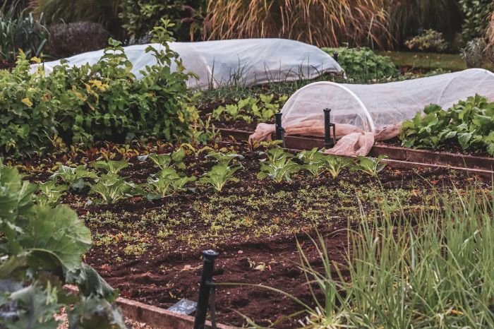 Garden with companion planting setup, featuring diverse crops, raised beds, and protective row covers.
