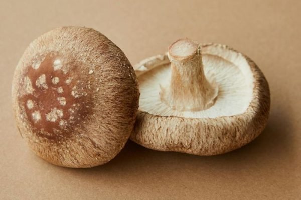 Two fresh shiitake mushrooms on a neutral brown background, representing the basics of mushroom cultivation at home and the simplicity of growing edible fungi indoors.