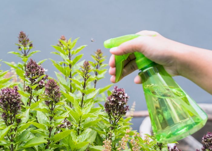 A hand spraying basil plants with a green spray bottle, demonstrating preventative care methods like maintaining proper plant spacing and air circulation to reduce blight risks.