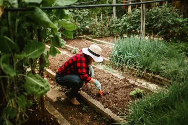 Gardener preparing soil in a vegetable garden by loosening the soil with a hand tool, surrounded by healthy green plants and garden beds.