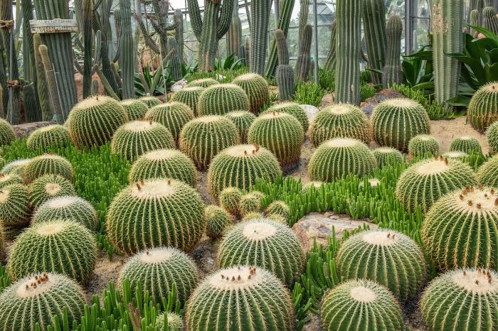 Xeriscaped garden with various cacti, illustrating low-maintenance landscaping and long-term care tips for drought-resistant plants.