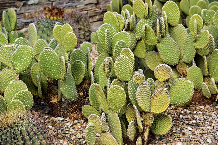 Xeriscaped garden with cactus plants and mulch, demonstrating how mulching supports soil health and reduces water loss in dry landscapes.