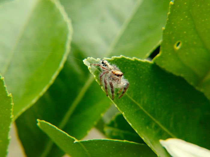 Close-up of a spider on a green leaf, symbolizing the long-term damage spider mites can cause to plants, biodiversity, and overall garden health.