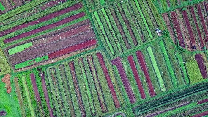 Aerial view of diverse crop fields with varying colors and patterns, illustrating how crop rotation is adapted to different garden sizes and climates for better soil health and plant growth.