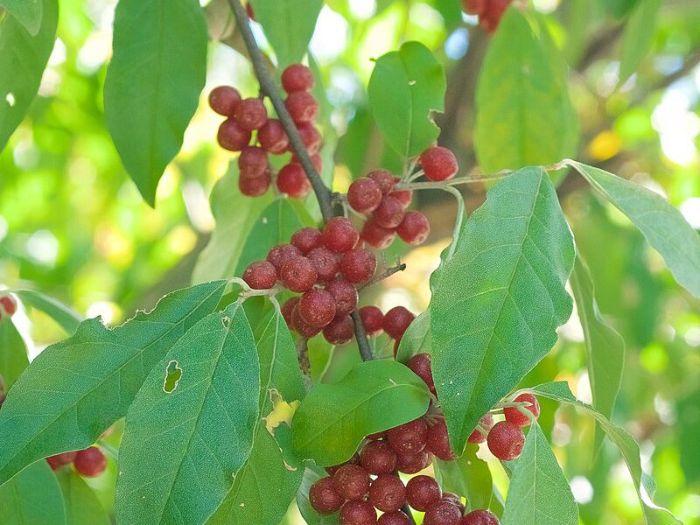 Close-up of an Autumn Olive branch with green leaves and red berries, highlighting its impact on local ecosystems by displacing native plants and altering soil composition.