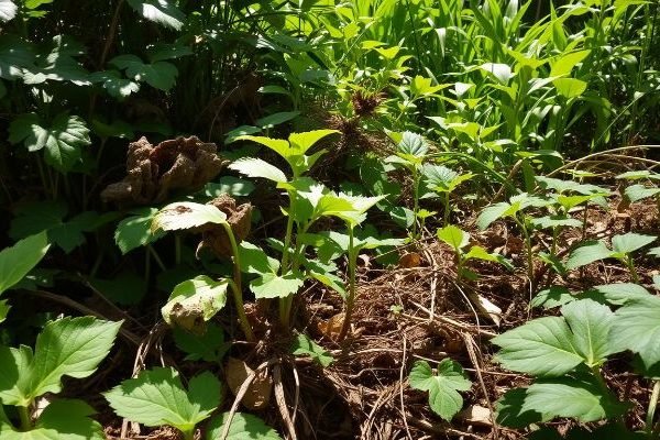 Close-up of various plants growing closely together in a garden bed, showing how overcrowding and competition for resources can lead to negative plant interactions.