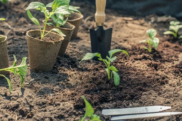 Young vegetable seedlings being planted in a garden with gardening tools, demonstrating basic crop rotation principles for maintaining soil health and preventing pests in home gardens.