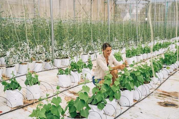 Gardener adjusting plants in a greenhouse with IoT climate control systems for optimal year-round plant growth.