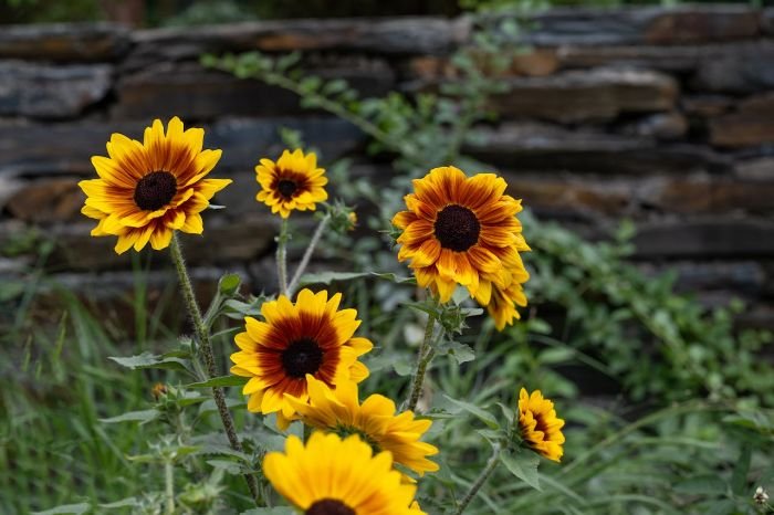 Bright yellow and orange sunflowers growing in a garden, representing potential challenges in companion planting.