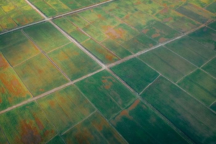 Aerial view of large green agricultural fields divided into sections, highlighting the challenges and solutions in managing crop rotation for balanced soil nutrients and sustainable farming.
