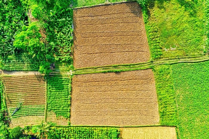 Aerial view of diverse crop fields showcasing ancient crop rotation practices with alternating green and harvested plots, reflecting sustainable farming methods.