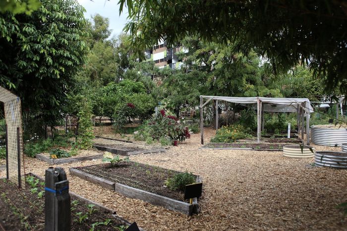 Community garden with raised beds, mulch pathways, and shaded structures, illustrating an ideal setup for starting a successful community garden project.