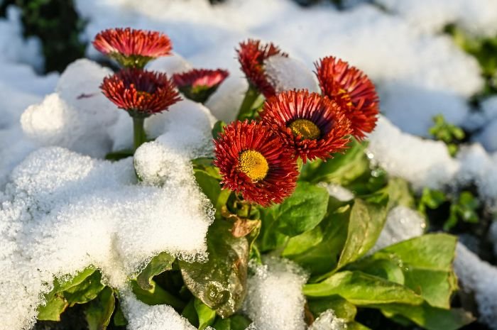 Red flowers surrounded by snow in a garden, illustrating the need for long-term frost-proofing solutions like windbreaks and greenhouses.