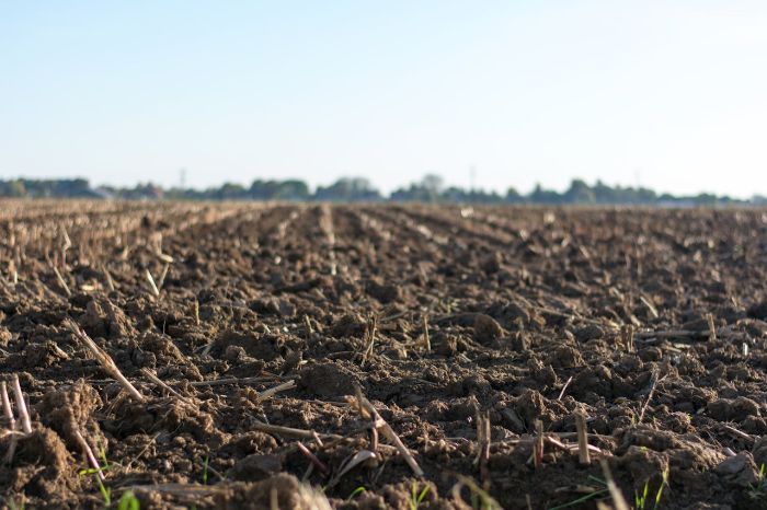 Freshly tilled soil in a field, representing the importance of maintaining healthy soil texture with organic matter and mulching.