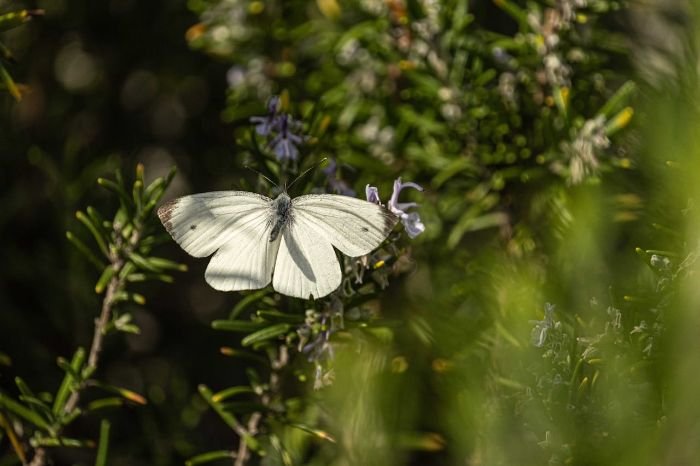 White butterfly on rosemary plant, illustrating natural pest management through companion planting.