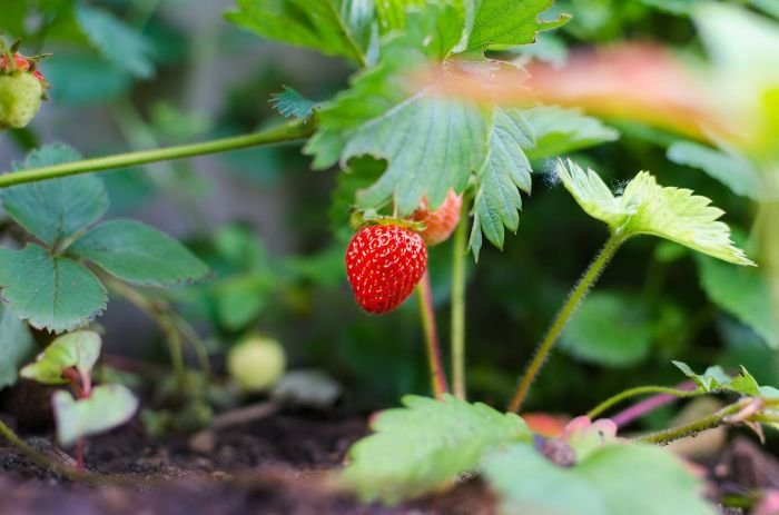 Close-up of a ripe red strawberry growing in a garden, surrounded by green leaves and healthy soil enriched with organic or synthetic fertilizers.