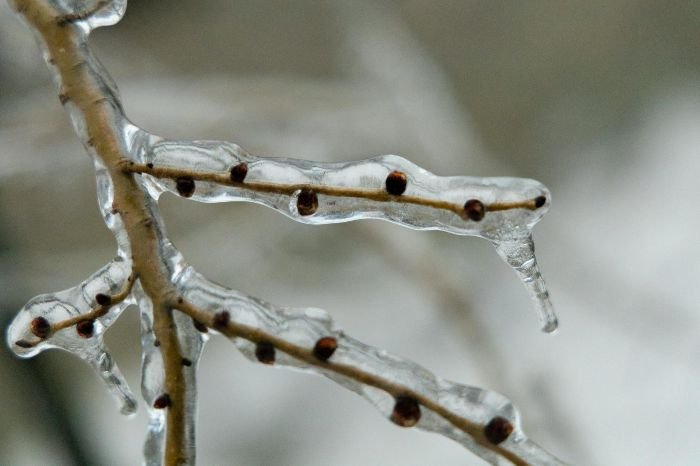 Close-up of tree branches covered in ice, representing the need for post-frost care to help plants recover and heal after frost damage.
