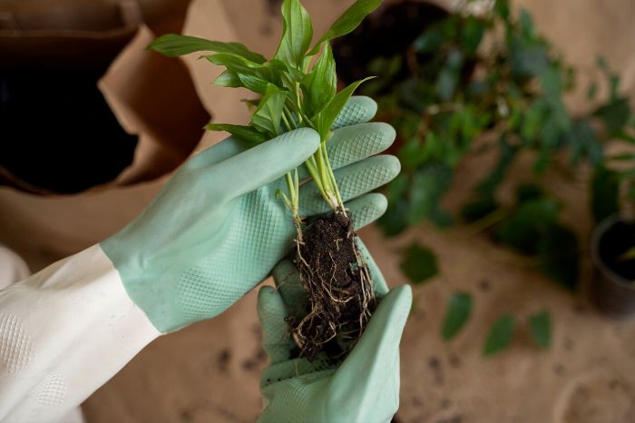 Gardener wearing gloves holding a root vegetable seedling, emphasizing drainage techniques to prevent rot in wet soil conditions.