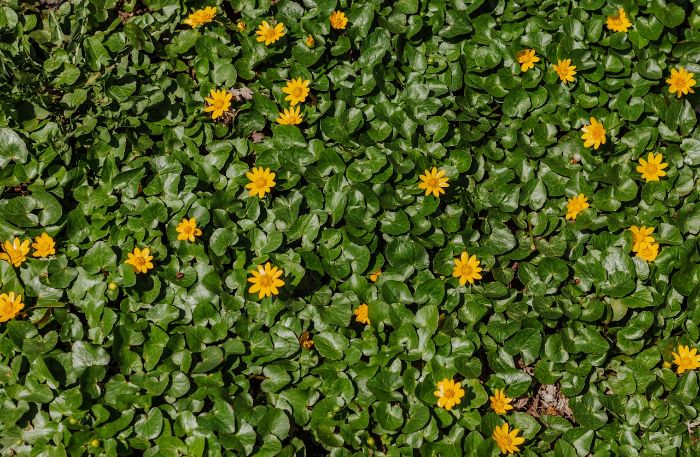 A garden bed filled with lush green foliage and vibrant yellow flowers, emphasizing the importance of using native or non-invasive plants to prevent the spread of invasive species and support local ecosystems.