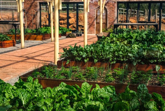 Raised garden beds filled with leafy green vegetables in a greenhouse, demonstrating how raised beds improve soil warmth, drainage, and early planting.