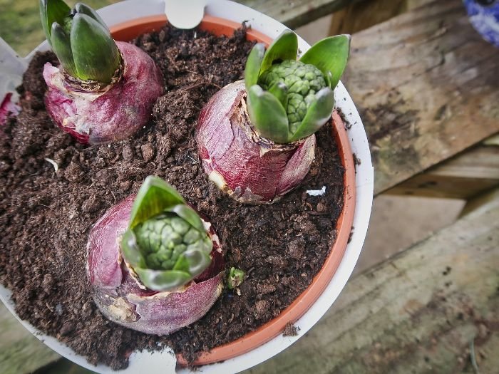 Close-up of three sprouting bulbs planted in nutrient-rich potting soil, demonstrating proper soil mix and potting techniques for successful container gardening on balconies and patios.