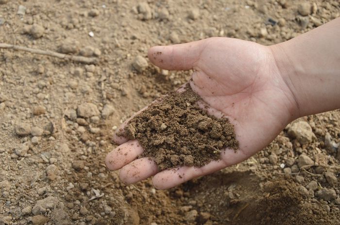 Hand holding a handful of soil, illustrating remediation techniques like phytoremediation and organic amendments to improve contaminated urban garden soil.