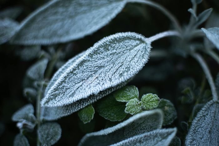 Close-up of frost-covered plant leaves, highlighting the need for temporary frost protection measures in winter gardens.