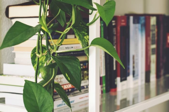 A pothos plant growing on a bookshelf with books in the background, illustrating ideal indoor lighting conditions for pothos growth.