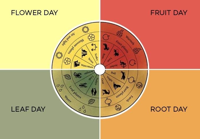 Biodynamic gardening calendar showing flower, fruit, leaf, and root days, based on lunar and planetary cycles for optimal plant growth.
