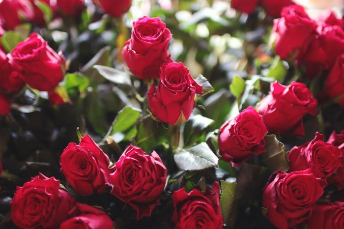 A cluster of vibrant red roses in full bloom, showcasing the benefits of proper post-pruning care, including fertilization and pest management.