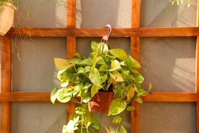A hanging pothos plant exposed to sunlight, illustrating symptoms of light stress such as yellowing leaves, browning edges, and fading variegation due to excessive or insufficient light.