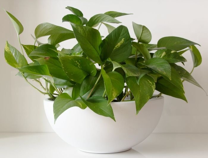 A healthy pothos plant in a white pot, illustrating how proper lighting affects pothos growth and prevents issues like leggy stems and small leaves in low light conditions.