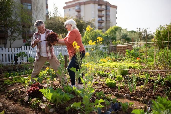 Older couple harvesting lettuce together in a vibrant perennial vegetable garden, illustrating effective companion planting with low-maintenance crops.