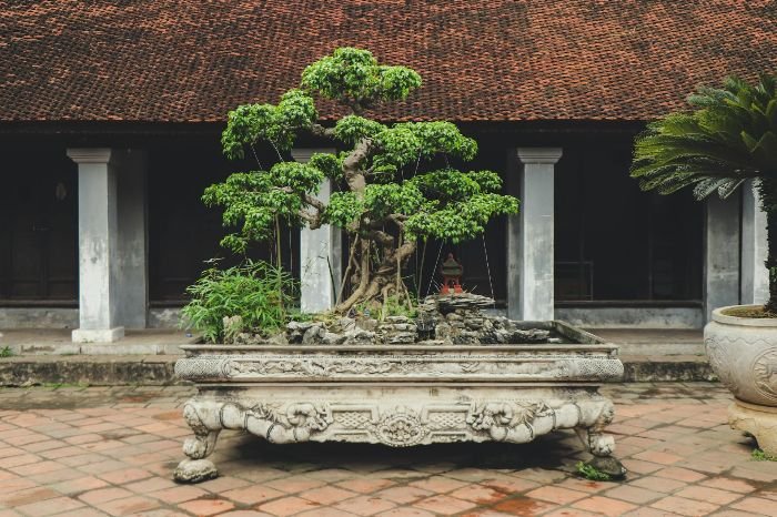 A beautifully displayed bonsai tree in an ornate stone planter, set against a traditional courtyard backdrop, showcasing ideal outdoor placement for bonsai presentation.