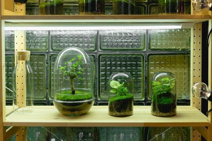 A collection of bonsai trees enclosed in glass terrariums under LED lighting, illustrating methods for protecting bonsai from pests and diseases in a controlled environment.