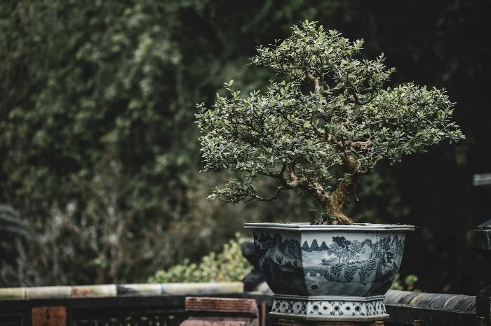 A well-potted bonsai tree in an intricately designed ceramic pot, set outdoors, highlighting the importance of soil mix and proper potting techniques for healthy bonsai growth.