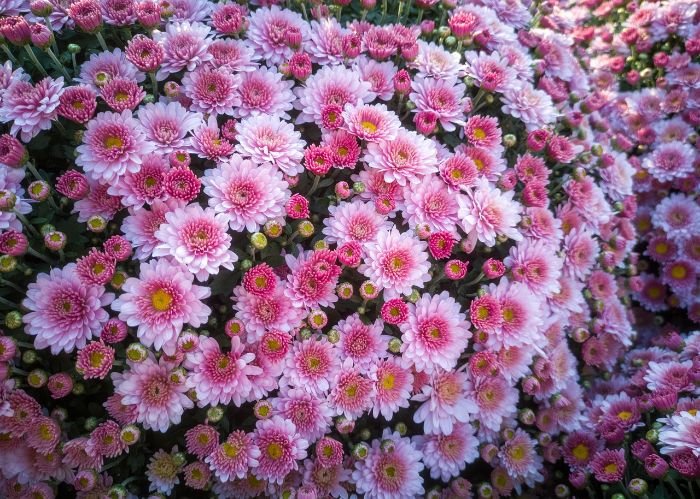 Close-up of healthy pink chrysanthemums in full bloom, illustrating the results of proper seasonal maintenance including spring planting, summer care, and winter preparation.