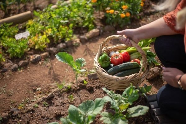 Gardener harvesting fresh vegetables from a thriving perennial food garden, demonstrating successful companion planting techniques.
