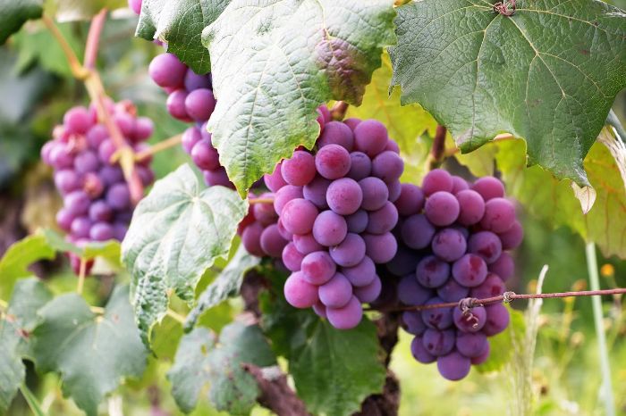 Close-up of ripe purple grapes on a vine, illustrating the importance of proper watering practices for healthy grape development.