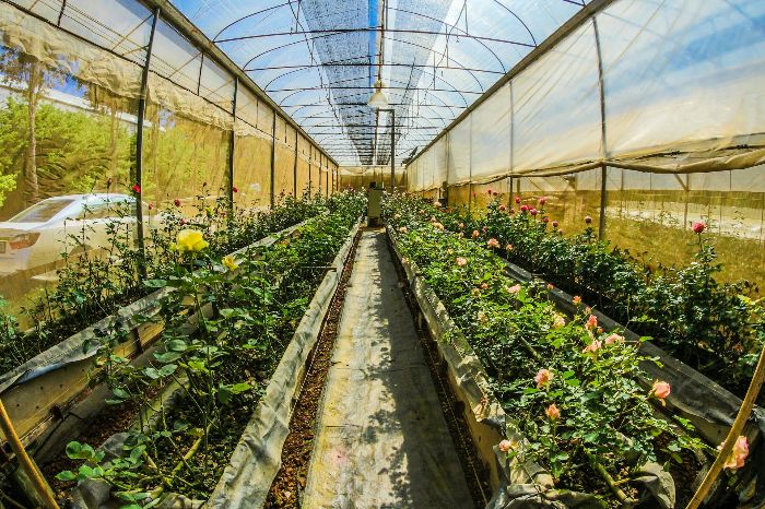 Greenhouse with controlled humidity and airflow, showing organized rows of plants to prevent overcrowding and promote healthy growth.