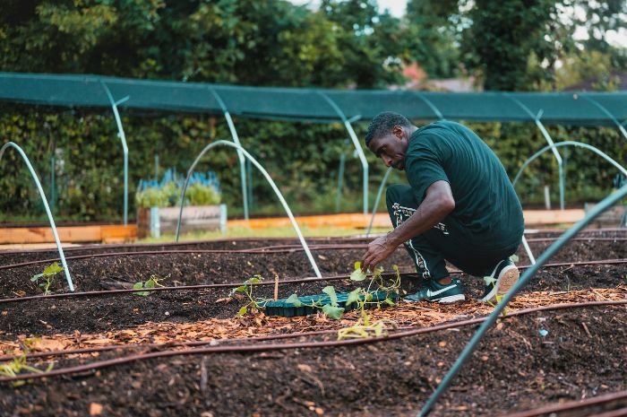 Gardener planting a kiwiberry vine with proper root spreading technique for healthy growth